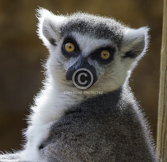 Lemurs