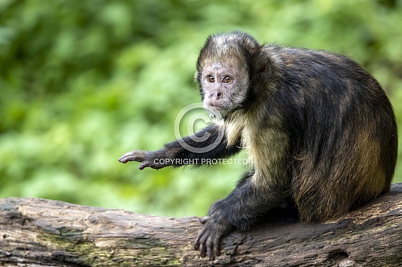 golden-bellied capuchin (Sapajus xanthosternos)