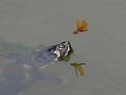 Eastern Slider Turtle with Dragonfly
