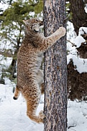 Canada Lynx
