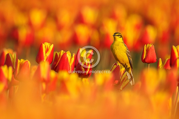 Yellow Wagtail on tulips