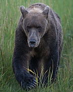 Boar bear in the tall grass