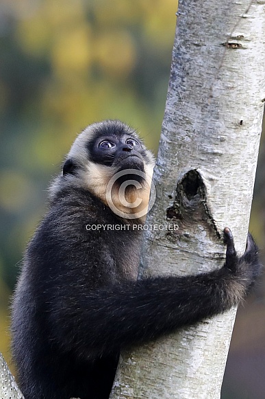 Yellow-cheeked gibbon (Nomascus gabriellae) Yellow-cheeked gibbon (Nomascus gabriellae)