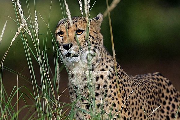 Cheetah
