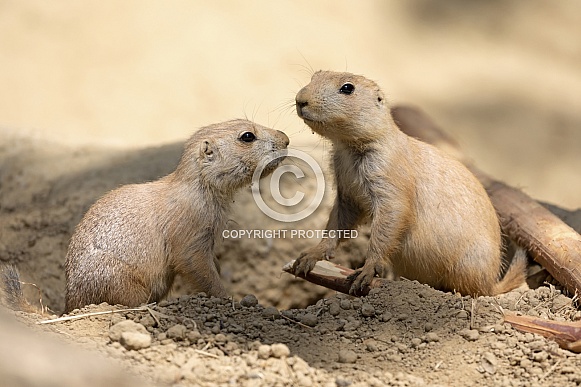 Black Tailed Prairie Dog Black Tailed Prairie Dog