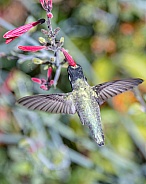 Costa's Hummingbird in Flight (Male)