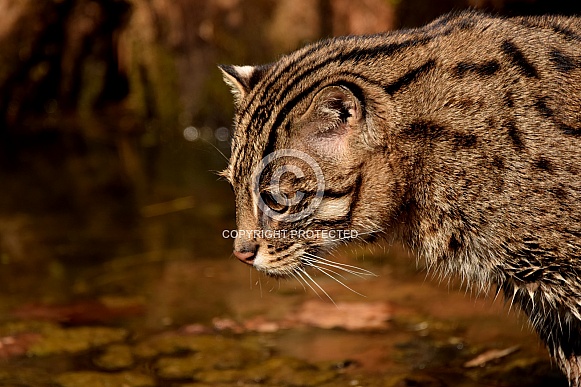 fishing cat