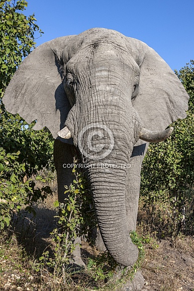 African Bull Elephant - Botswana