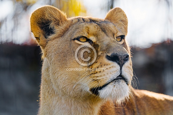 Portrait of a lioness Portrait of a lioness