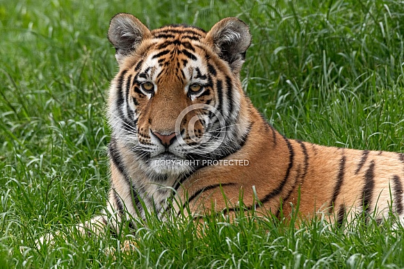 Amur Tiger Cub Lying Down In The Grass