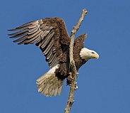 Bald Eagle