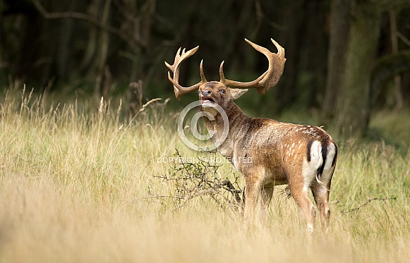 Fallow deer