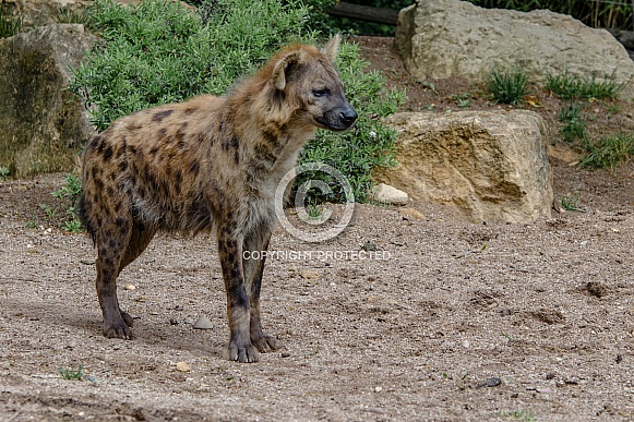 Hyena