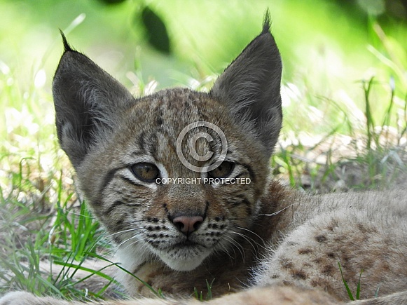Eurasian Lynx