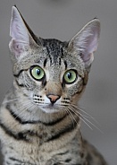Savannah cat Gaia
