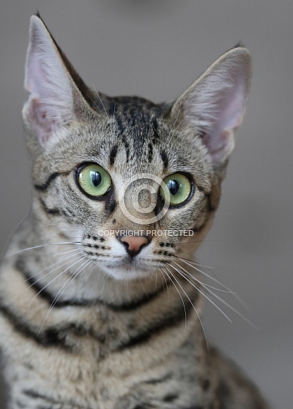 Savannah cat Gaia