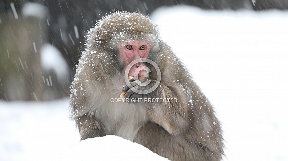 Japanese Macaque (Macaca fuscata) Japanese Macaque (Macaca fuscata)