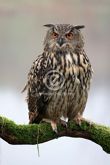 Eurasian eagle-owl (Bubo bubo)
