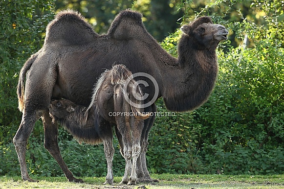 Camel