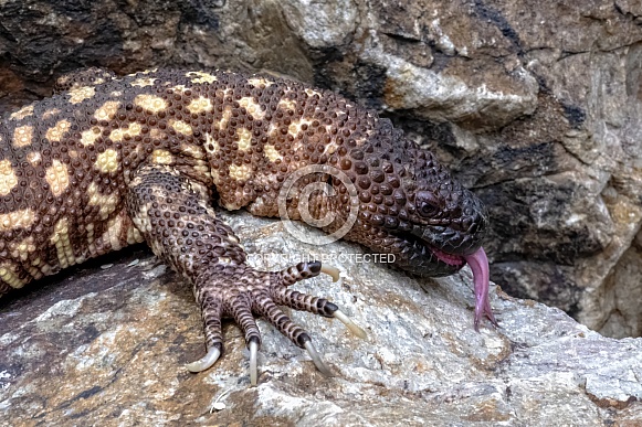 Rio Fuerte Beaded Lizard