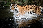 Amur tiger in the water