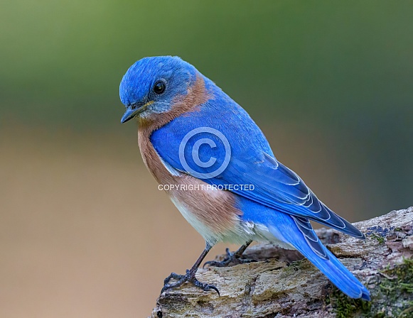 Eastern Bluebird