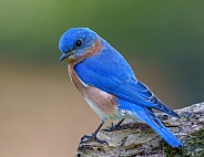 Eastern Bluebird