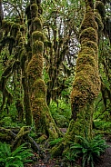 Hoh Rainforest (Olympic National Park, USA)