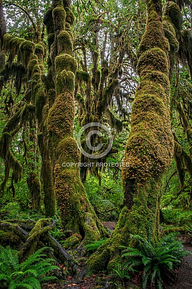 Hoh Rainforest (Olympic National Park, USA)