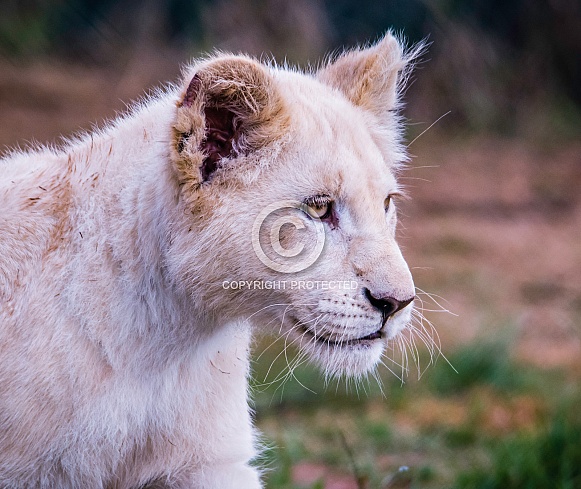 White Lion White Lion