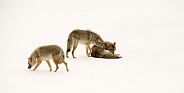Three coyotes