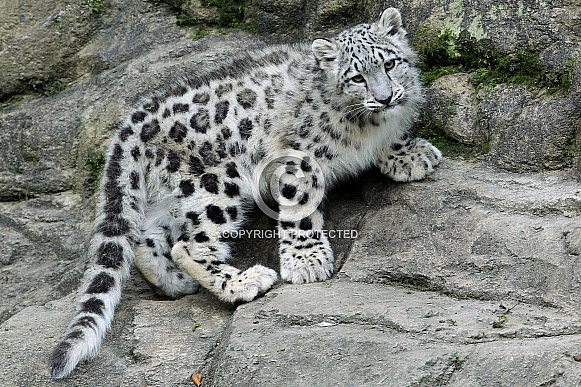 Snow Leopard
