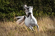 Welsh Pony--Wind In Her Hair