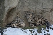 Snow Leopard with cubs in the Snow