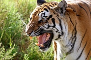 Sumatran Tiger