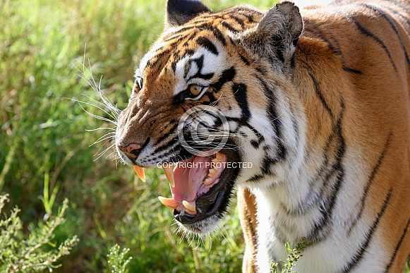 Sumatran Tiger