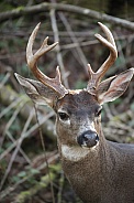 Black-Tailed Deer