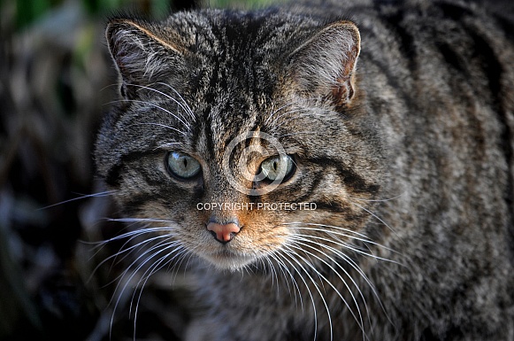 Scottish wildcat (Felis silvestris silvestris)