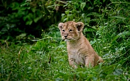 Asiatic Lion Cub
