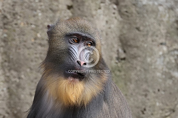 Mandrill (Mandrillus Sphynx)