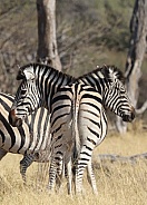 Double Headed Zebra