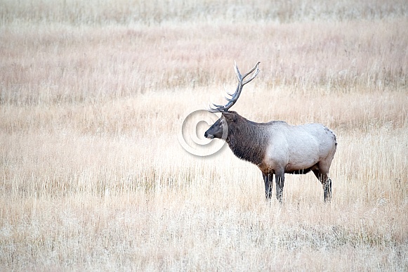 Wild bull elk Wild bull elk