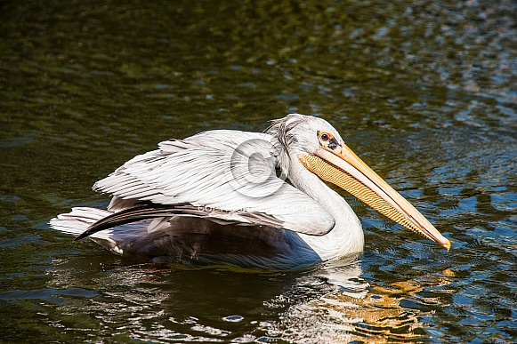 Pelican Pelican