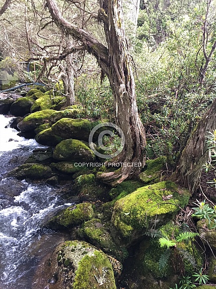 Rushing Stream Rushing Stream