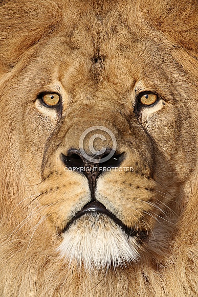 Lion (Panthera Leo) Lion (Panthera Leo)