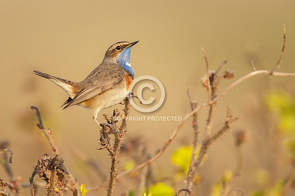 The Bluethroat bird. The Bluethroat bird.