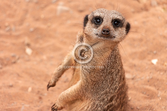 Meerkat Looking At Camera