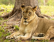 Female African Lions
