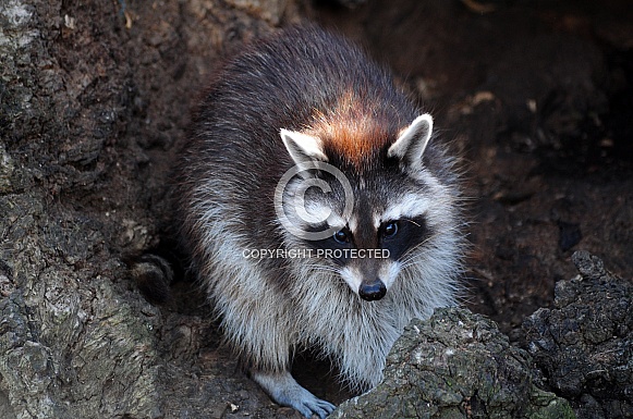 Raccoon (Procyon lotor)