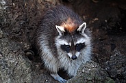 Raccoon (Procyon lotor)